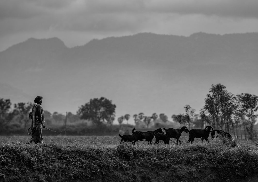 A black and white photo of a man walking his goats in a field.